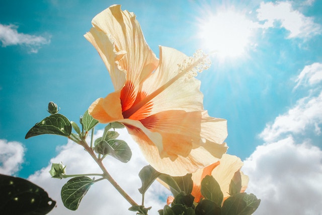 A close-up photograph of a yellow flower basking in the sunlight. The petals of the flower are vibrant and illuminated by the warm glow of the sun, with hints of green foliage and visible clouds in the background. The image captures the beauty and energy of nature on a bright, sunny day.